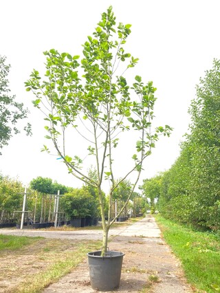 2x Beverboom Magnolia ‘Yellow River’, Meerstammig, Zachtgele bloei, ca