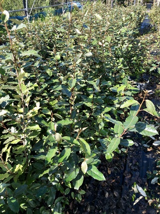 100x Olijfwilg Elaeagnus ebbingei, Haagplant, Wintergroen, ca. 60-80 c