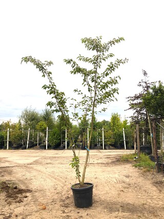 2x Yoshinokers Prunus yedoensis, Meerstammig, Witte bloesem, ca. 300 c