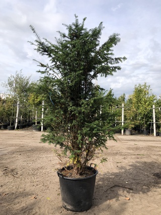 Venijnboom Taxus baccata, Solitair, Wintergroen, ca. 180 cm hoog