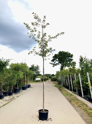 Japanse sierkers Prunus ‘Accolade’, Bloesemboom, Lichtroze bloei, ca.