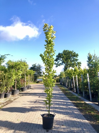 2x Oosterse beuk Fagus ‘Iskander’, Zuilvorm, ca. 250 cm hoog
