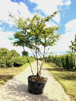 3x Krentenboompje Amelanchier lamarckii, Meerstammig, Witte bloesem, c