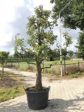 2x Perenboom Pyrus ‘Doyenne du Comicé’, Fruitgaardboom, Vruchtdragend,