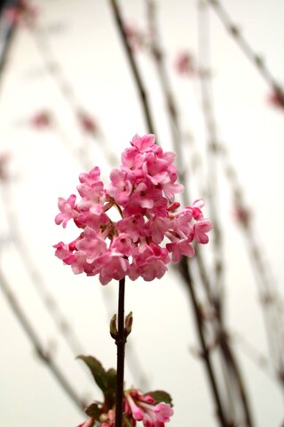 Sneeuwbal Viburnum ‘Dawn’, Meerstammig, ca. 200 cm hoog
