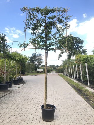 4x Haagbeuk Carpinus betulus, Leiboom, ca. 180 cm stamhoogte