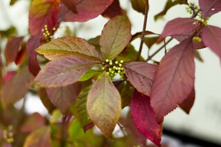 Schoonvrucht Callicarpa ‘Profusion’, Meerstammig, Paarse bloei, ca. 25