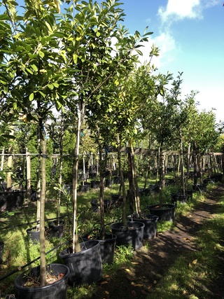 8x Laurierkers Prunus ‘Novita’, Leigeschikt, Wintergroen, ca. 4 m hoog