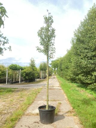 5x Perenboom Pyrus ‘Doyenne du Comicé’, Fruitboom, ca. 3 m hoog