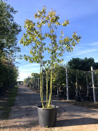 Pindakaasboom Clerodendrum ‘Purple Blaze’, Meerstammig, Witte/rode blo
