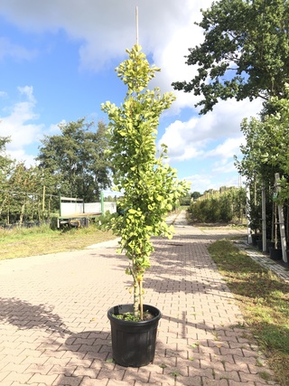 Japanse notenboom Ginkgo ‘Fastigiata Blagon’, Zuilvorm, Gele herfstkle