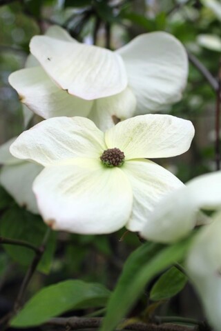 Grootbloemige kornoelje Cornus ‘Eddie’s White Wonder’, Solitair, Witte
