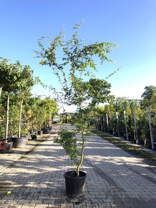 3x Japanse esdoorn Acer palmatum, Sierheester, Rode herfstkleur, ca. 2