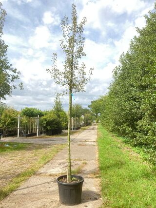 2x Perenboom Pyrus ‘Triomph de Vienne’, Fruitboom, ca. 3 m hoog