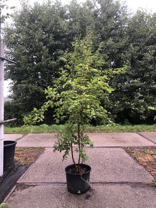 3x Dwergsering Syringa ‘Josée’, Sierheester, Roze bloei, ca. 125 cm ho