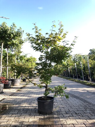 Japanse esdoorn Acer ‘Osakazuki’, Sierheester, Rode herfstkleur, ca. 1
