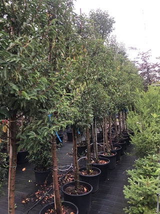 20x Portugese laurier Prunus ‘Angustifolia’, Leigeschikt, Wintergroen,