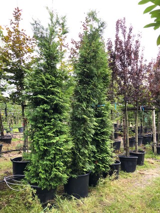 3x Conifeer Thuja ‘Brabant’, Haagplant, Wintergroen, ca. 250-300 cm ho