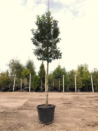 5x Portugese laurier Prunus ‘Angustifolia’, Leigeschikt, Wintergroen,