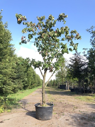 Grootbloemige kornoelje Cornus ‘Eddie’s White Wonder’, Solitair, Witte