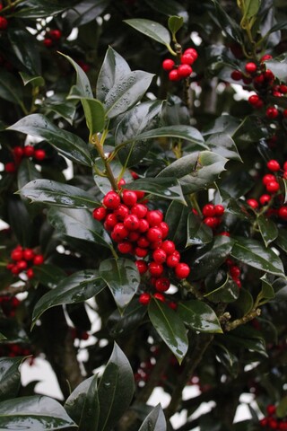 2x Hulst Ilex ‘Limsi’, Solitair, Wintergroen, ca. 250 cm hoog