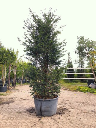 2x Venijnboom Taxus baccata, Haagplant, Wintergroen, ca. 300 cm hoog