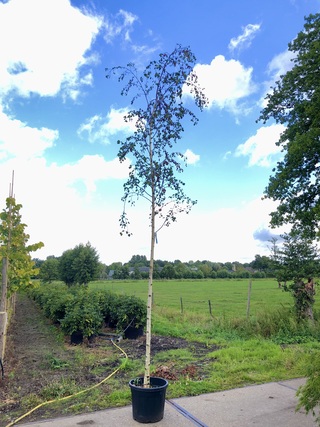 3x Berk Betula ‘Zwitsers Glorie’, Loofboom, Witte bast, ca. 5 m hoog