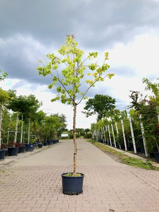Chinese sering Syringa ‘Gimborn’s China Pearl’, Bloesemboom, Witte blo