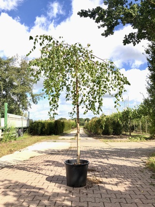 Prieelberk Betula ‘Youngii’, Prieelboom, Witte stam, ca. 200 cm stamho
