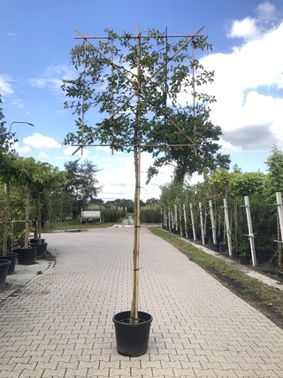 2x Haagbeuk Carpinus betulus, Leiboom, ca. 200 cm stamhoogte
