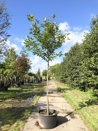 4x Laurierkers Prunus ‘Novita’, Leigeschikt, Wintergroen, ca. 4 m hoog