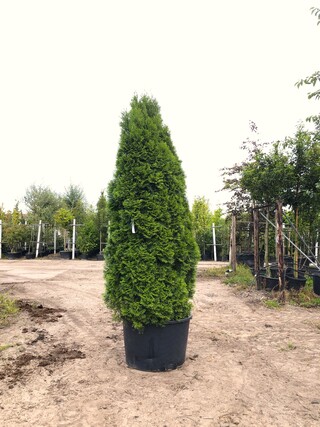3x Koningsconifeer Thuja ‘Smaragd’, Solitair, Wintergroen, ca. 250 cm