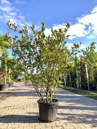 Appelbes Aronia melanocarpa, Fruitstruik, Zwarte bessen, ca. 175 cm