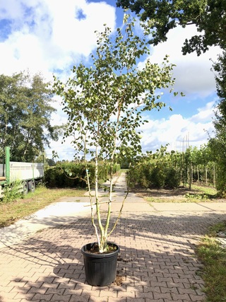 3x Himalayaberk Betula ‘Doorenbos’, Meerstammig, Witte stam, ca. 300 c