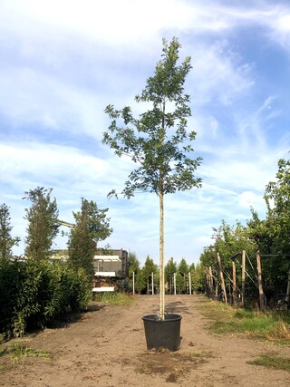 2x Moeraseik Quercus palustris, Roodoranje herfstkleur, ca. 6 m hoog