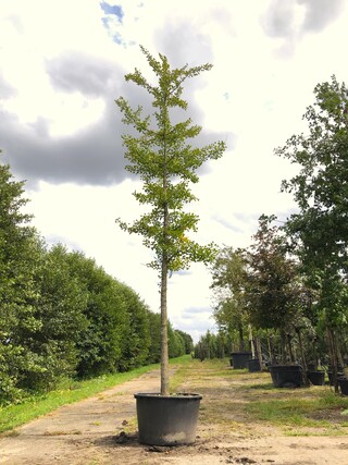 Japanse notenboom Ginkgo biloba, Gele herfstkleur, ca. 6 m hoog