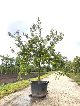 Appelboom Malus ‘Lombarts Calville’, Halfstam, Vruchtdragend, ca. 2 m