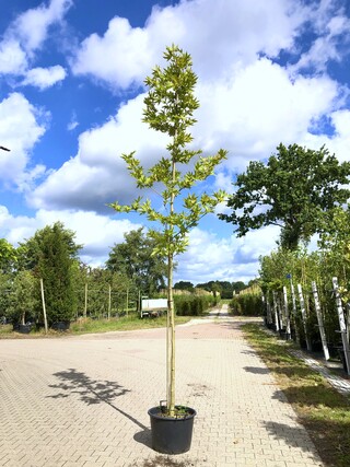 4x Oosterse plataan Platanus ‘Minaret’, Loofboom, ca. 4 m hoog