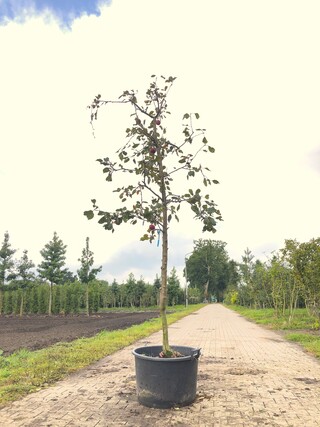 2x Appelboom Malus ‘Redlove’, Hoogstam, Rode appel, ca. 3 m hoog