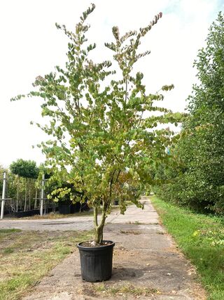 4x Hartjesboom Cercidiphyllum japonicum, Meerstammig, Roodgele herfstk