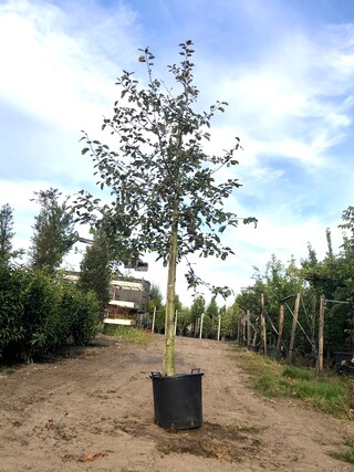 Sierappel Malus ‘Royalty’, Bloesemboom, Dieprode sierappels, ca. 3 m h