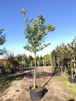 3x Laurierkers Prunus ‘Novita’, Leigeschikt, Wintergroen, ca. 4 m hoog