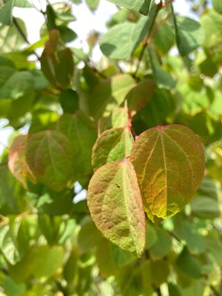 Hartjesboom Cercidiphyllum japonicum, Meerstammig, Roodgele herfstkleu