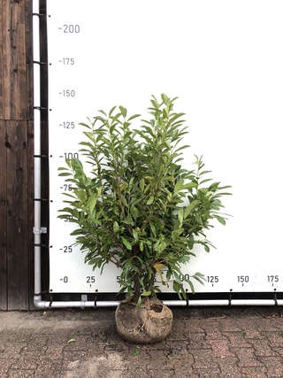 50x Laurierkers Prunus ‘Novita’, Haagplant, Wintergroen, ca. 35 m1 haa