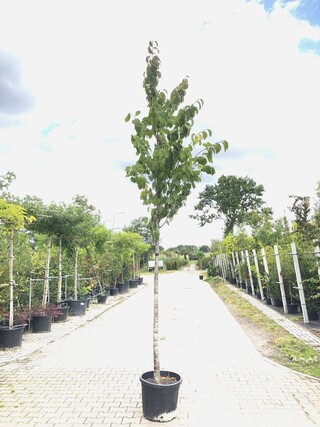 6x Sierkers Prunus ‘Rancho’, Bloesemboom, Roze bloei, ca. 4 m hoog