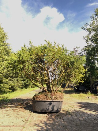 Venijnboom Taxus baccata, Meerstammig, Wintergroen, ca. 200 cm