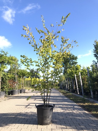 Japanse schijniep Zelkova serrata, Meerstammig, ca. 250 cm hoog