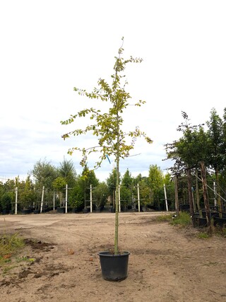 2x Dwergmispel Cotoneaster ignotus, Bloesemboom, Zwarte bessen, ca. 4