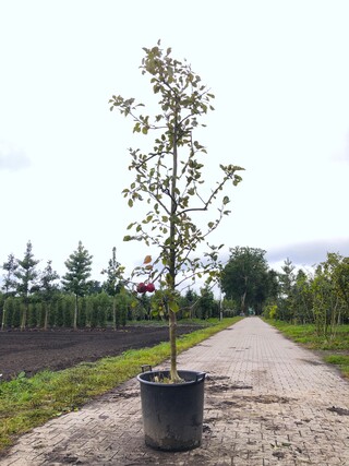 Appelboom Malus ‘Redlove’, Fruitgaardboom, Rode appel, ca. 2 m hoog