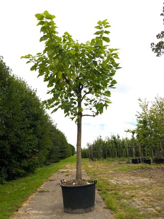Trompetboom Catalpa bignonioides, ca. 5 m hoog